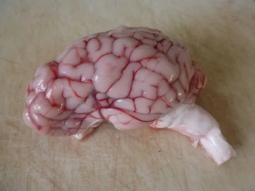 fresh-lamb-brain-500x500